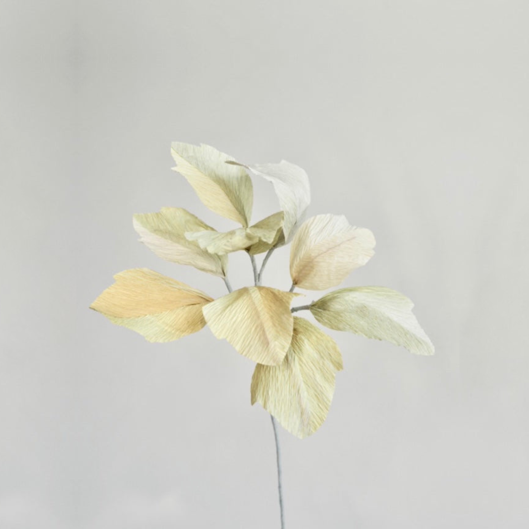 unwilted Paper Bloom Lamb's Ear Lamb's Ear Single Stem