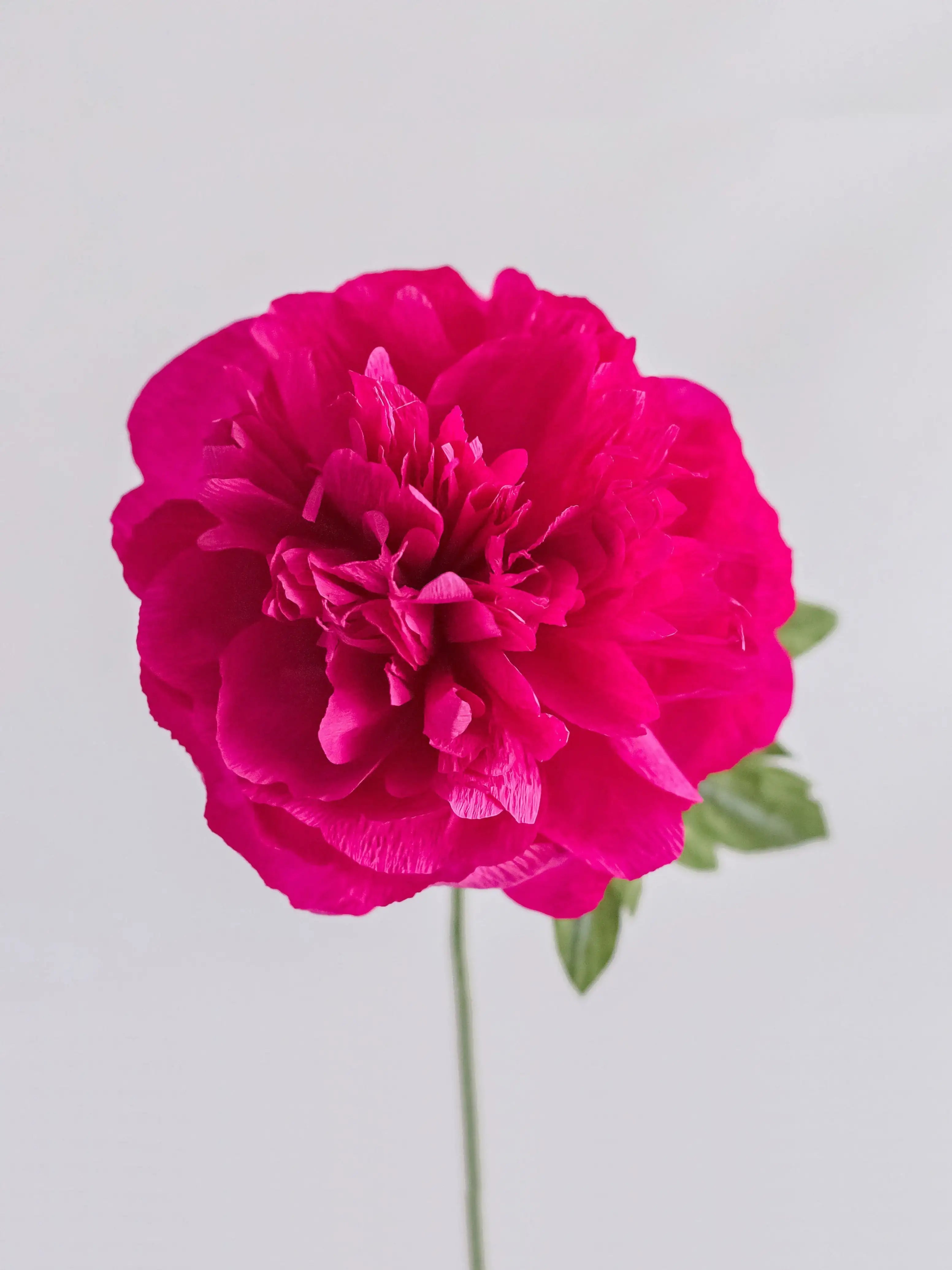 unwilted Paper Bloom Magenta Garden Peony Single Stem | Handcrafted Paper Flower