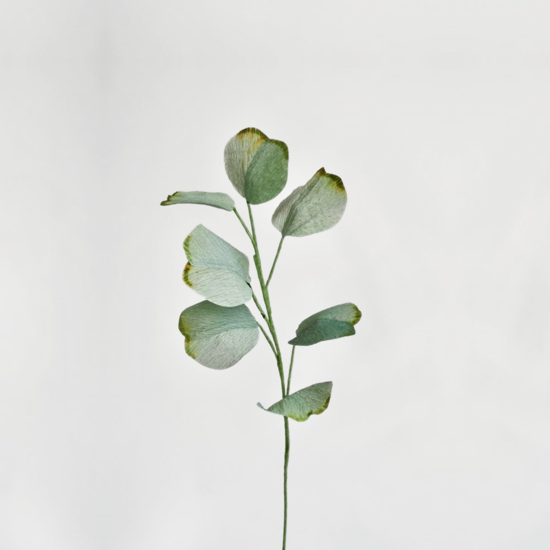 unwilted Paper Bloom Silver Dollar Eucalyptus Silver Dollar Eucalyptus Single Stem