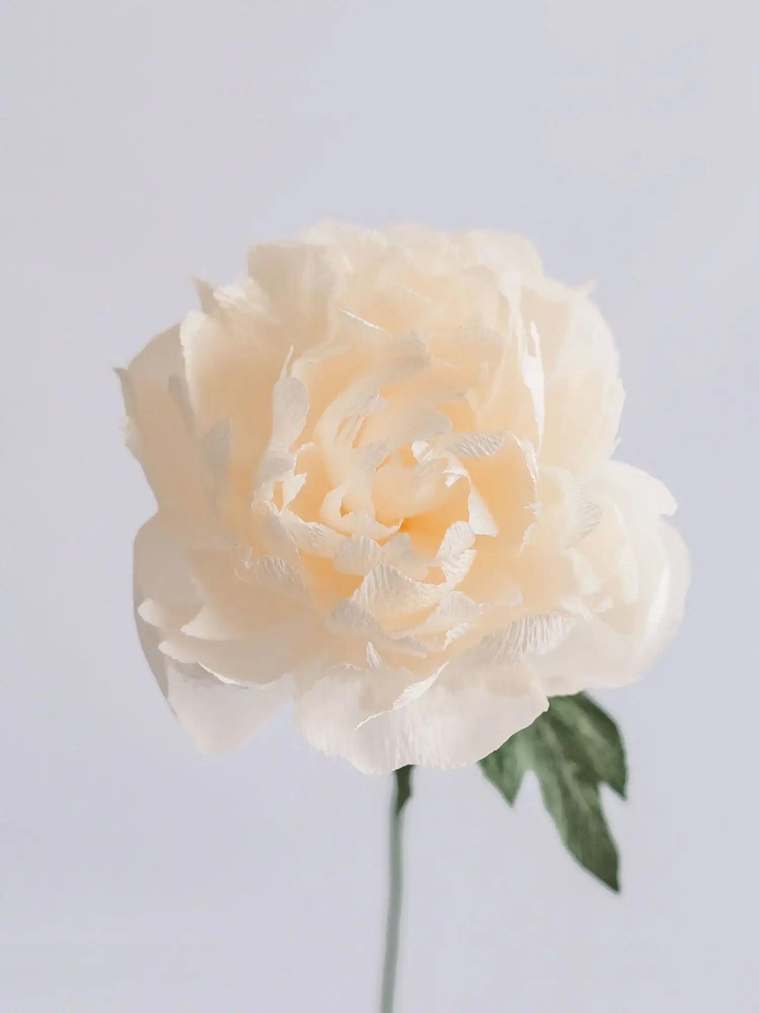 unwilted Paper Bloom White Garden Peony Single Stem | Handcrafted Paper Flower