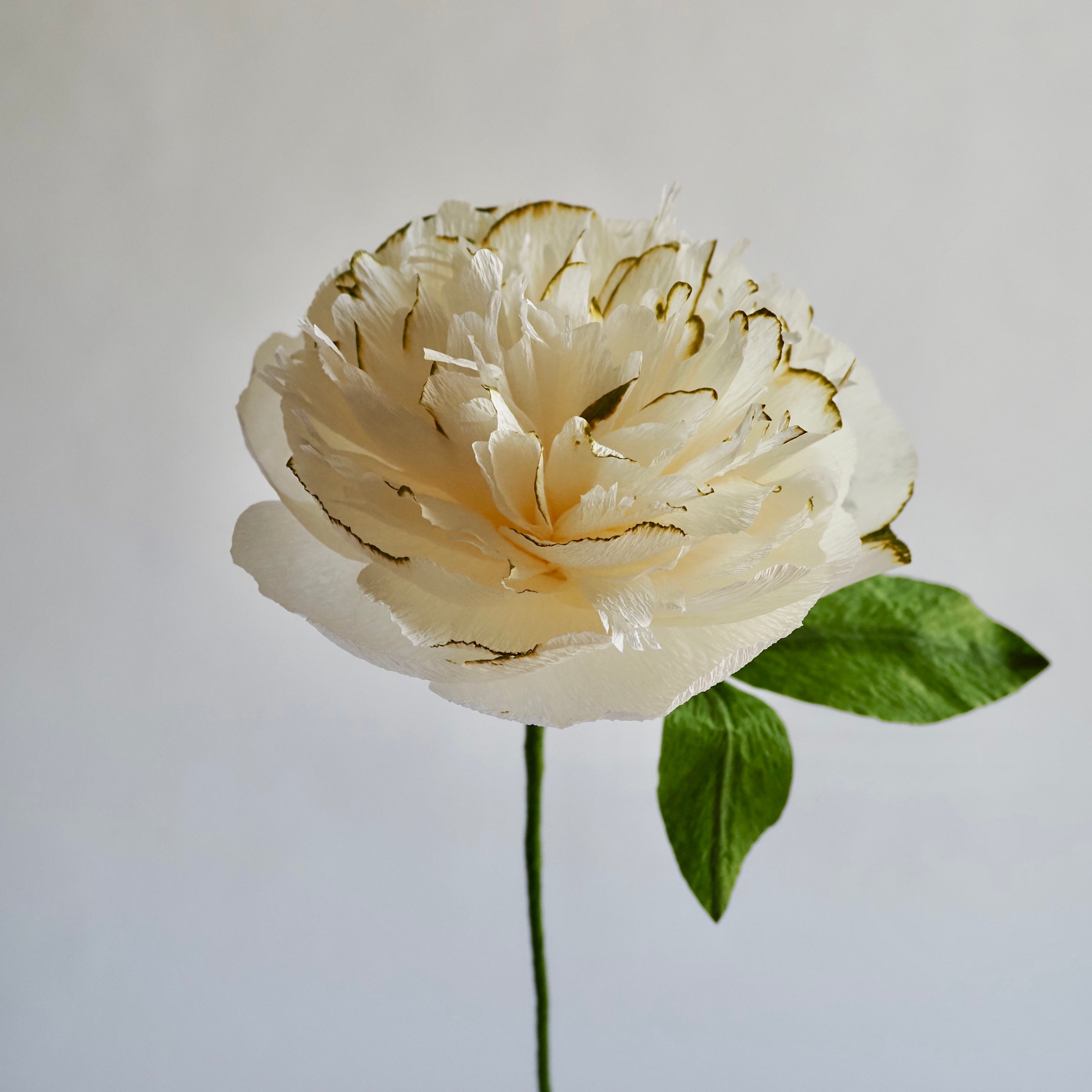 unwilted Paper Bloom White with Green Edge Hand Painted Garden Peony Single Bloom, Limited Edition | Paper Peony Stem